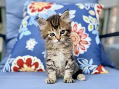 Beautiful fluffy female kittens