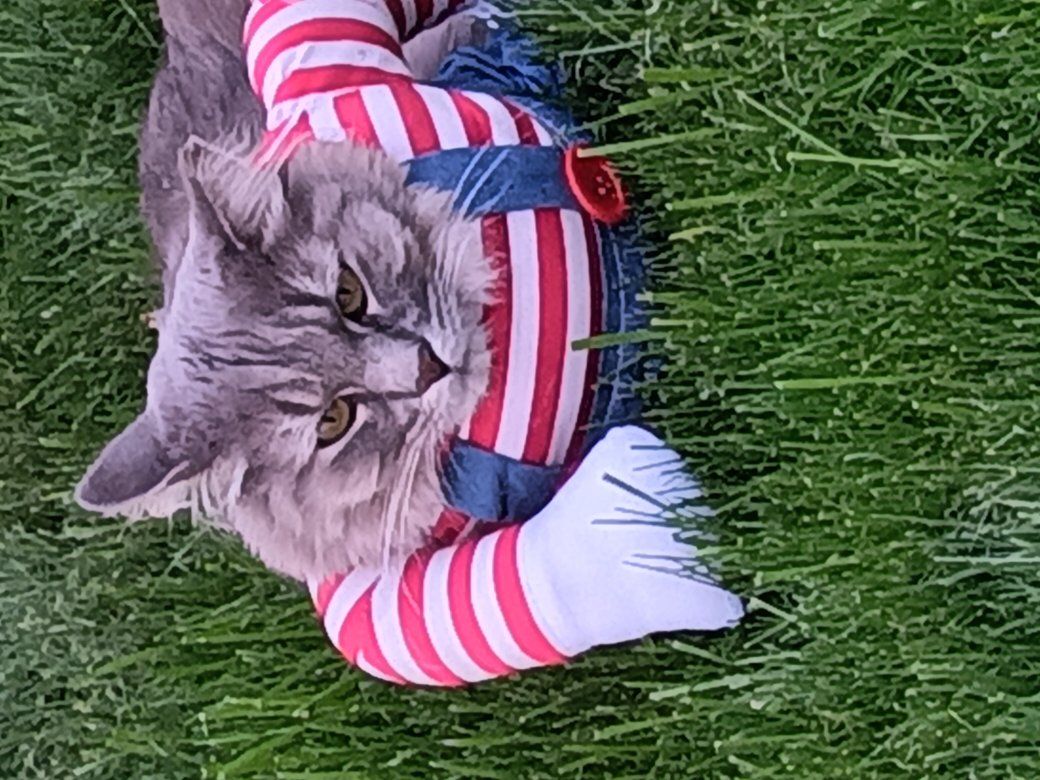 missing cat