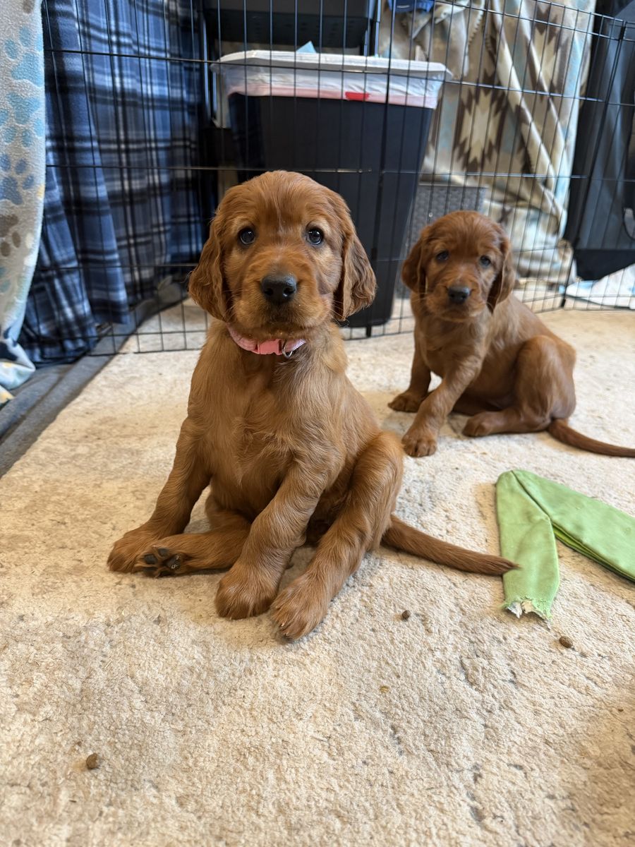 Irish Setter Puppies Are HERE!! -