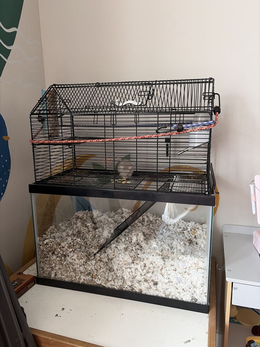 Two Gerbils, Female & 10-Gallon Glass Tank Combo - Includes Bedding, Food, Accessories