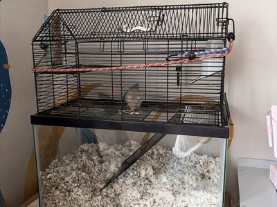 Two Gerbils, Female & 10-Gallon Glass Tank Combo - Includes Bedding, Food, Accessories