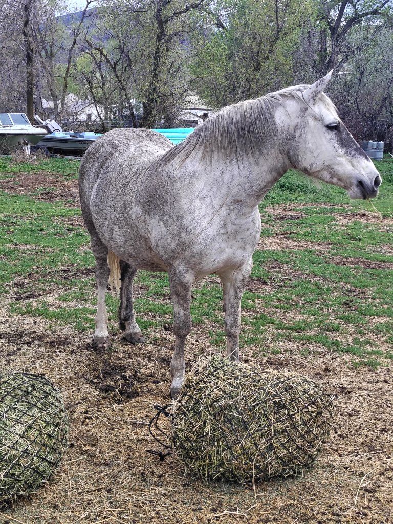 BLM Mustang lease