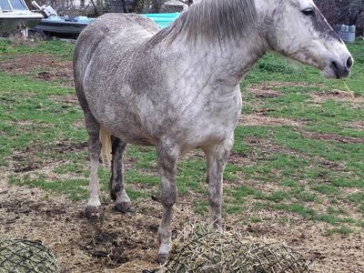 BLM Mustang lease