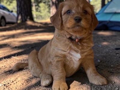 GORGEOUS F2B FEMALE MINI GOLDEN DOODLE PUPPIES!