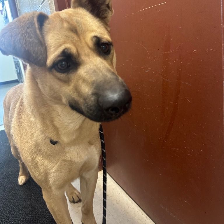 Hello my name is Scooby