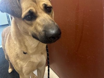 Hello my name is Scooby