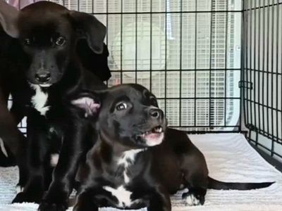 *LAST 2*
Cutest Border Collie/
American Terrier Mix
Happy To Deliver
2nd & 3rd Vaccines Included
*RESCUE Puppies Need
Homes*