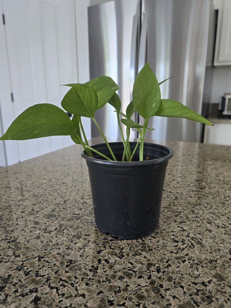 Jade Pothos Plant