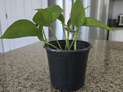 Jade Pothos Plant