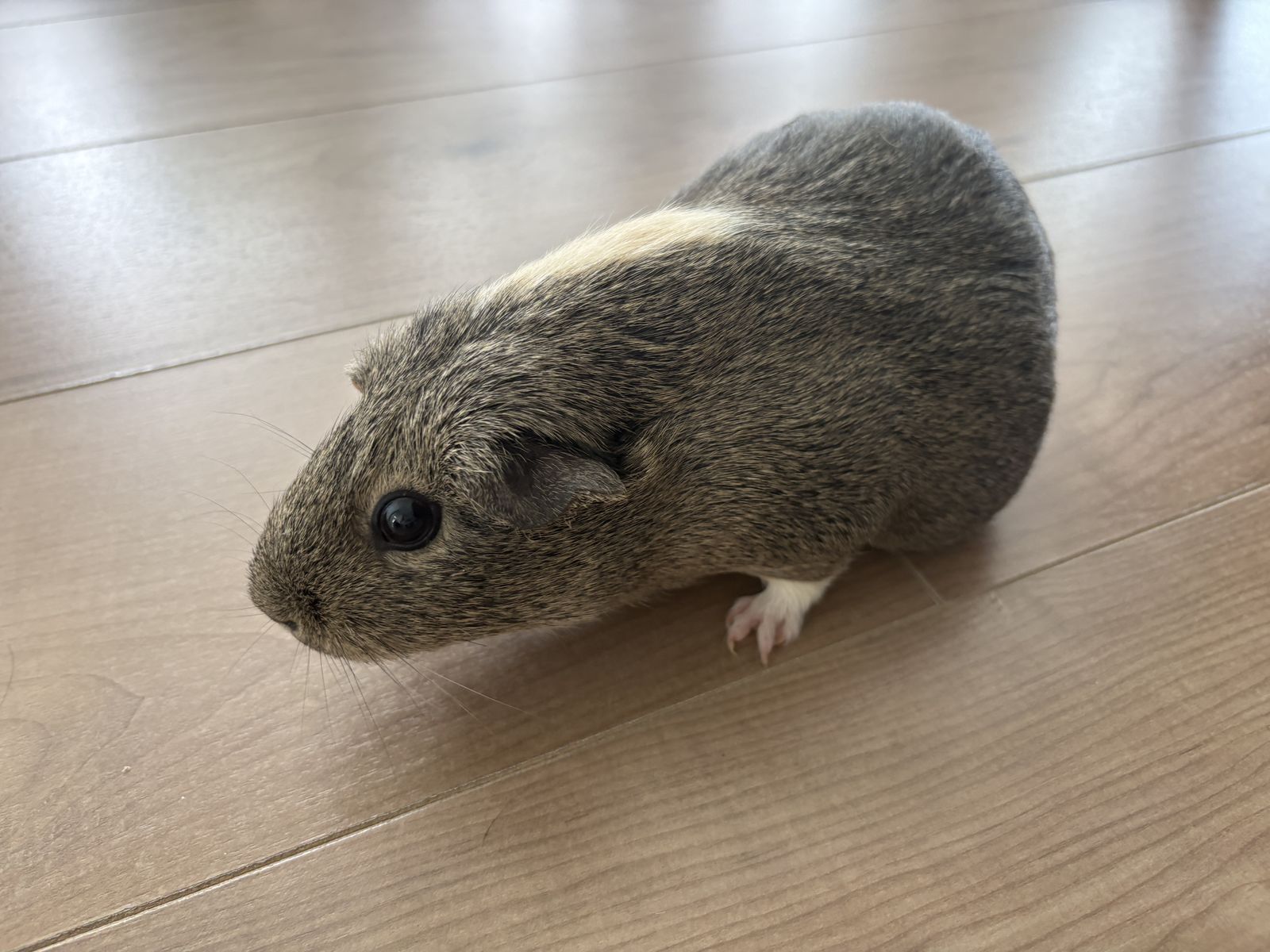 Guinea pig