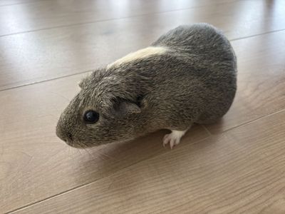 Guinea pig