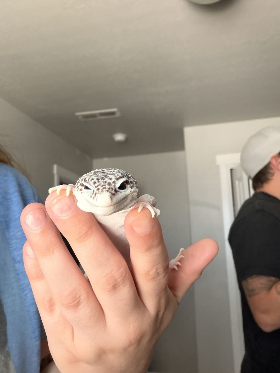 Leopard Gecko