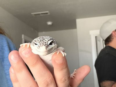 Leopard Gecko