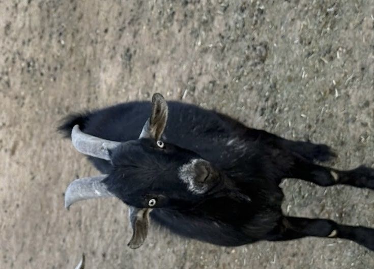 Black Goat for Sale - Livestock