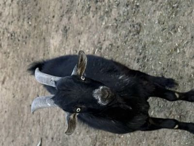 Black Goat for Sale - Livestock