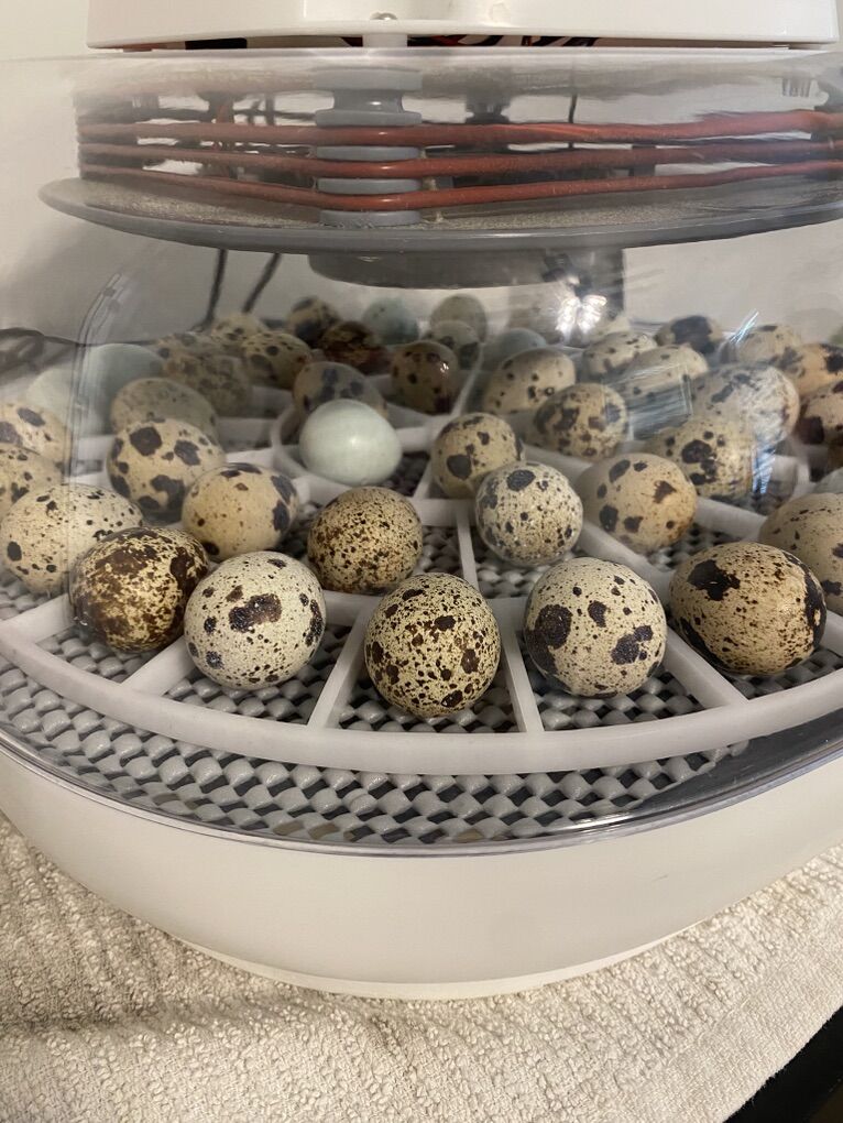 Hatching Quail Eggs