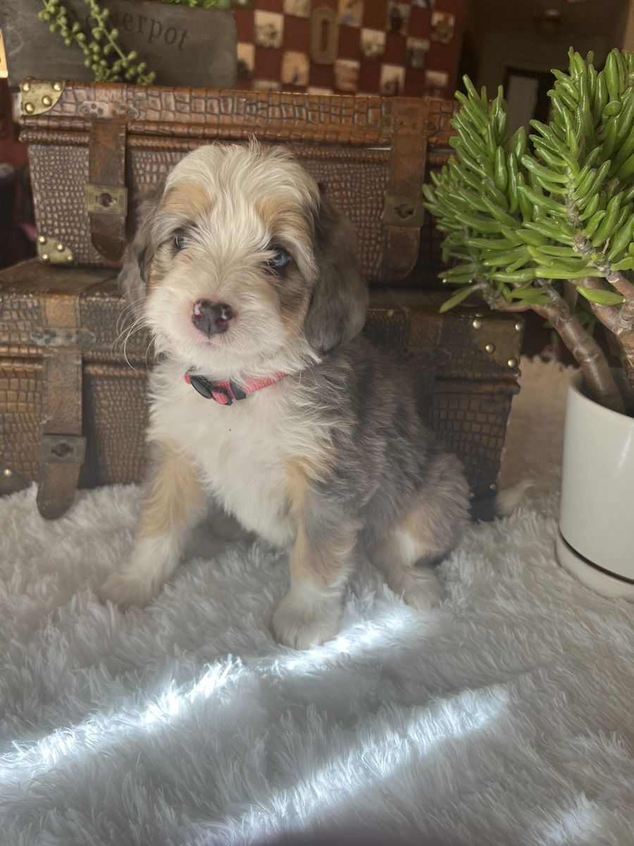 Rare Merle Bernedoodle Puppies – Only 3 Left!