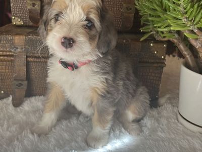 Rare Merle Bernedoodle Puppies – Only 3 Left!