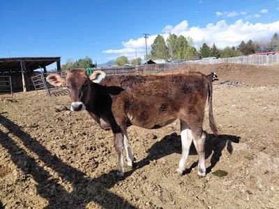 Dairy Heifers