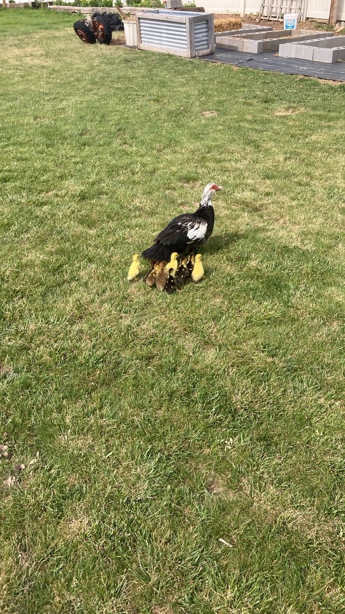 Muscovy ducklings