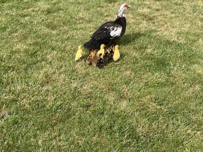 Muscovy ducklings