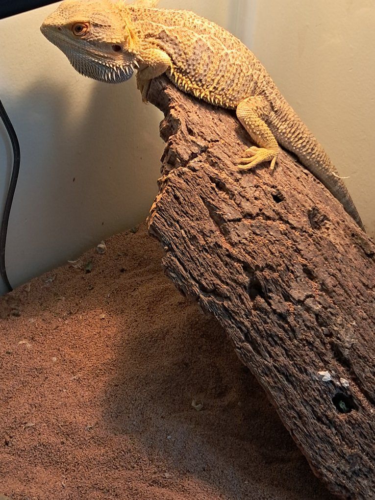 Adult Male Bearded Dragon