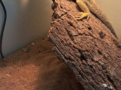 Adult Male Bearded Dragon