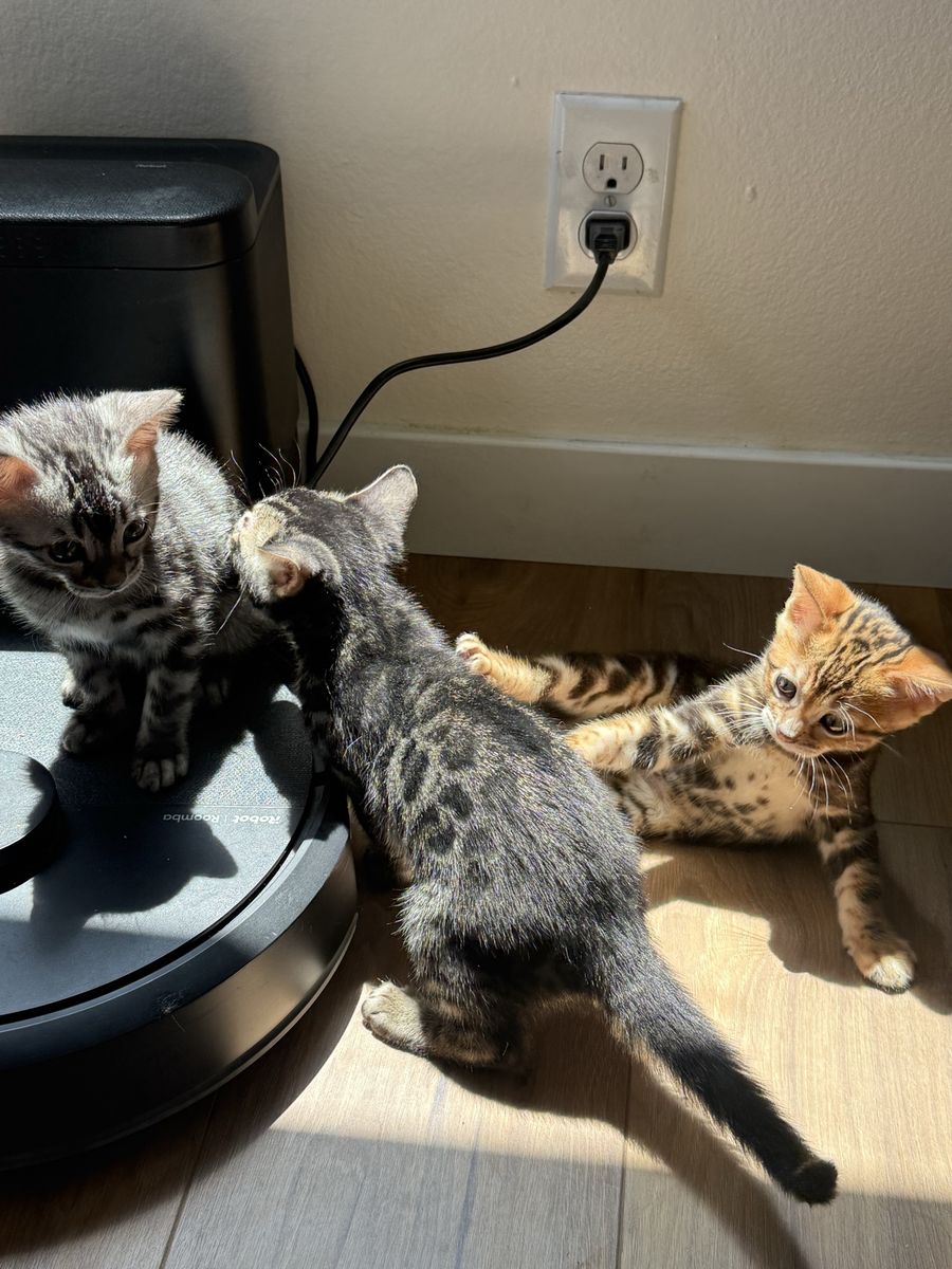 Adorable Bengal Kittens - 3 Available, Playful & Loving