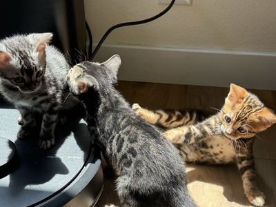 Adorable Bengal Kittens - 3 Available, Playful & Loving