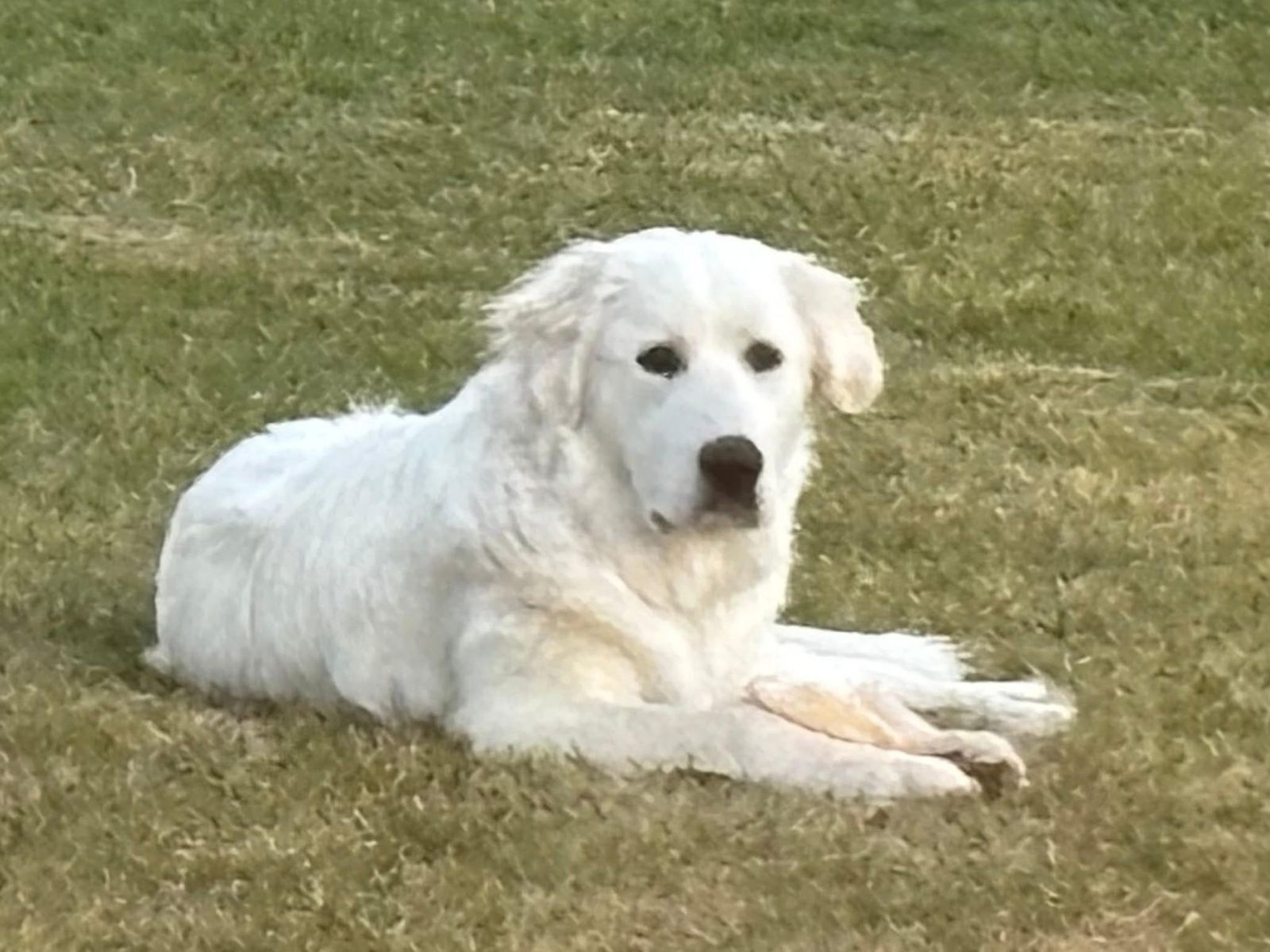 2 Male Great Pyrenees