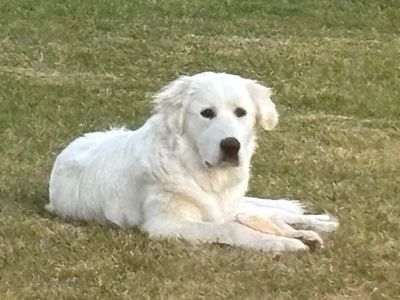 2 Male Great Pyrenees