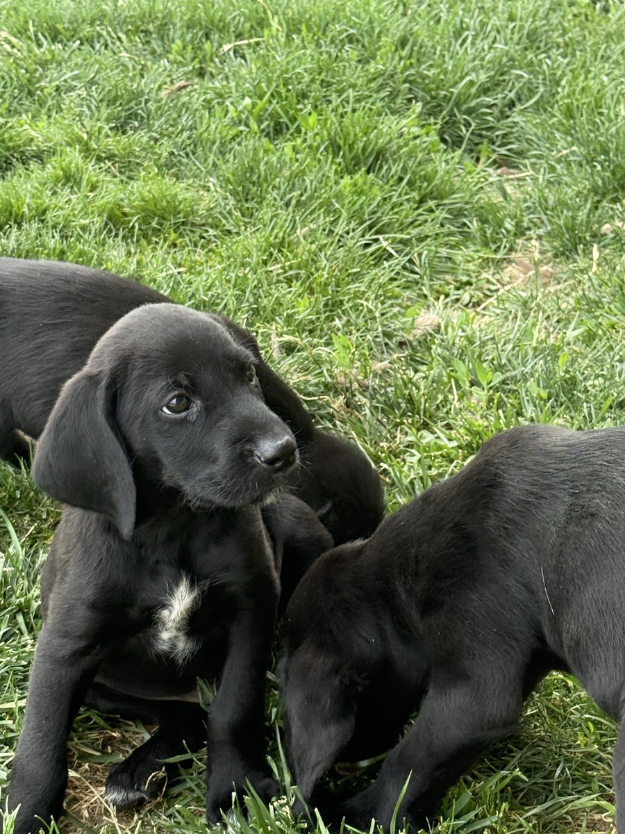 German wirehair / Plott crossed pups.