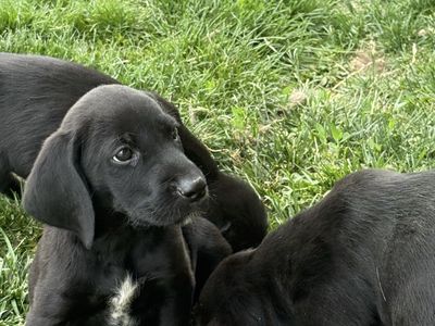 German wirehair / Plott crossed pups.
