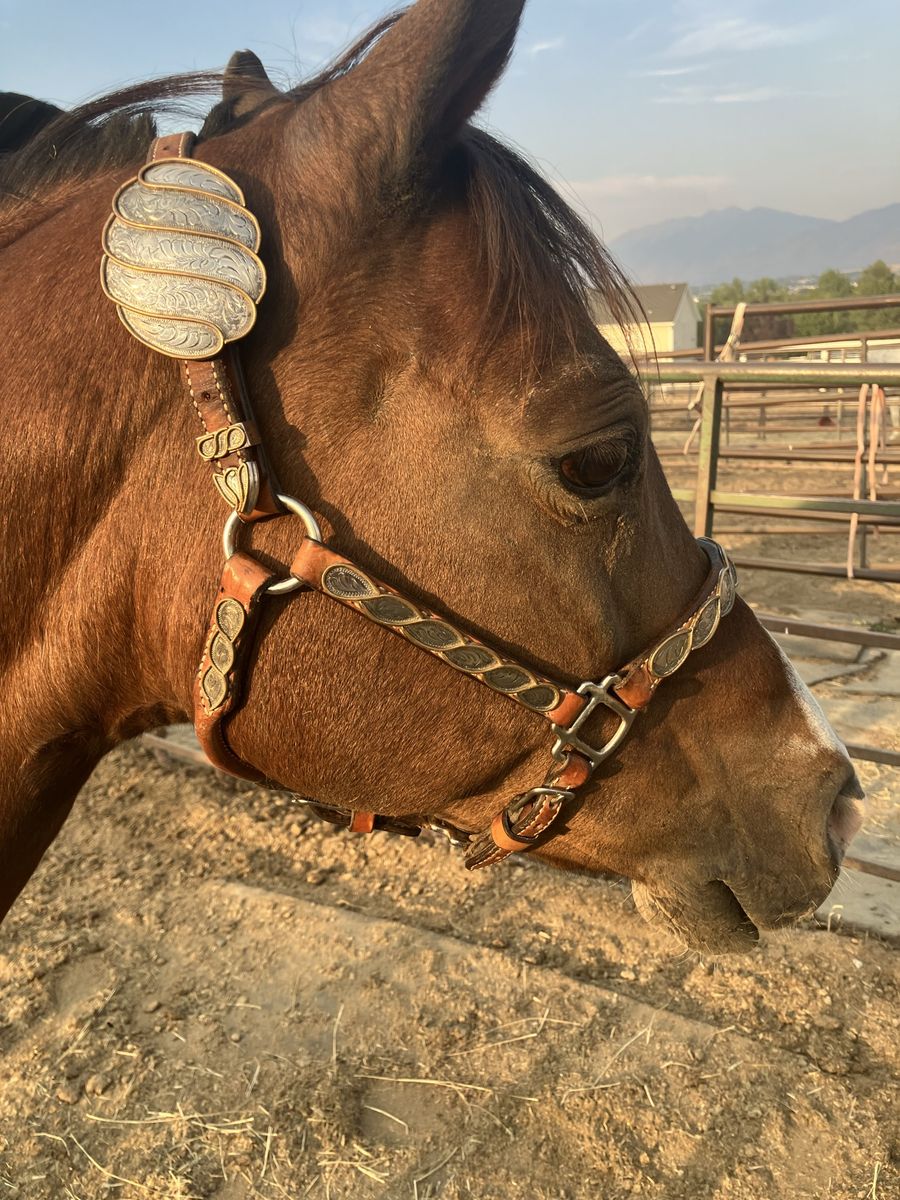 Western Show Halter Leather with Silver