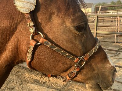 Western Show Halter Leather with Silver