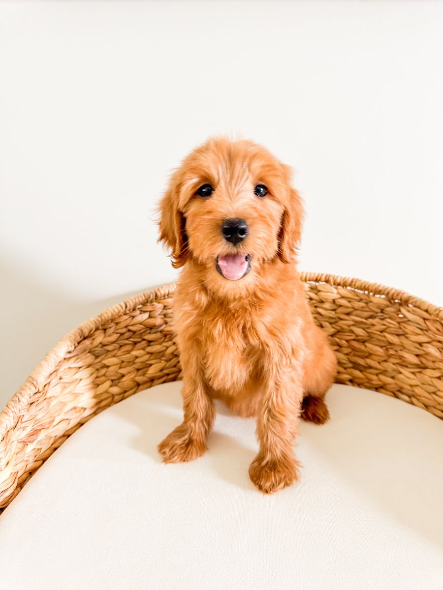 15-20lb F1b Goldendoodle Boy Golden Doodle, Trained, Health Guarantee, Gentle Personality, Great with Kids, Ready Now
