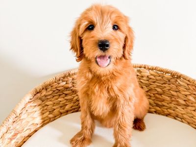 15-20lb F1b Goldendoodle Boy Golden Doodle, Trained, Health Guarantee, Gentle Personality, Great with Kids, Ready Now