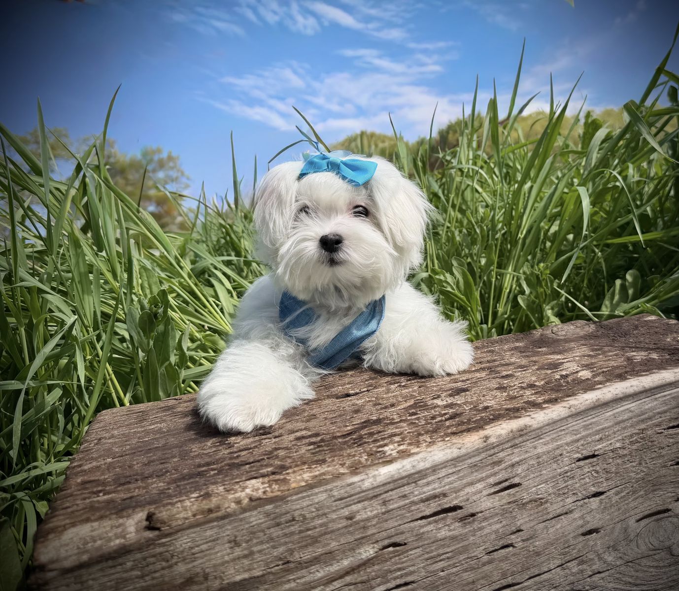Adorable Maltese puppy - Champion lines