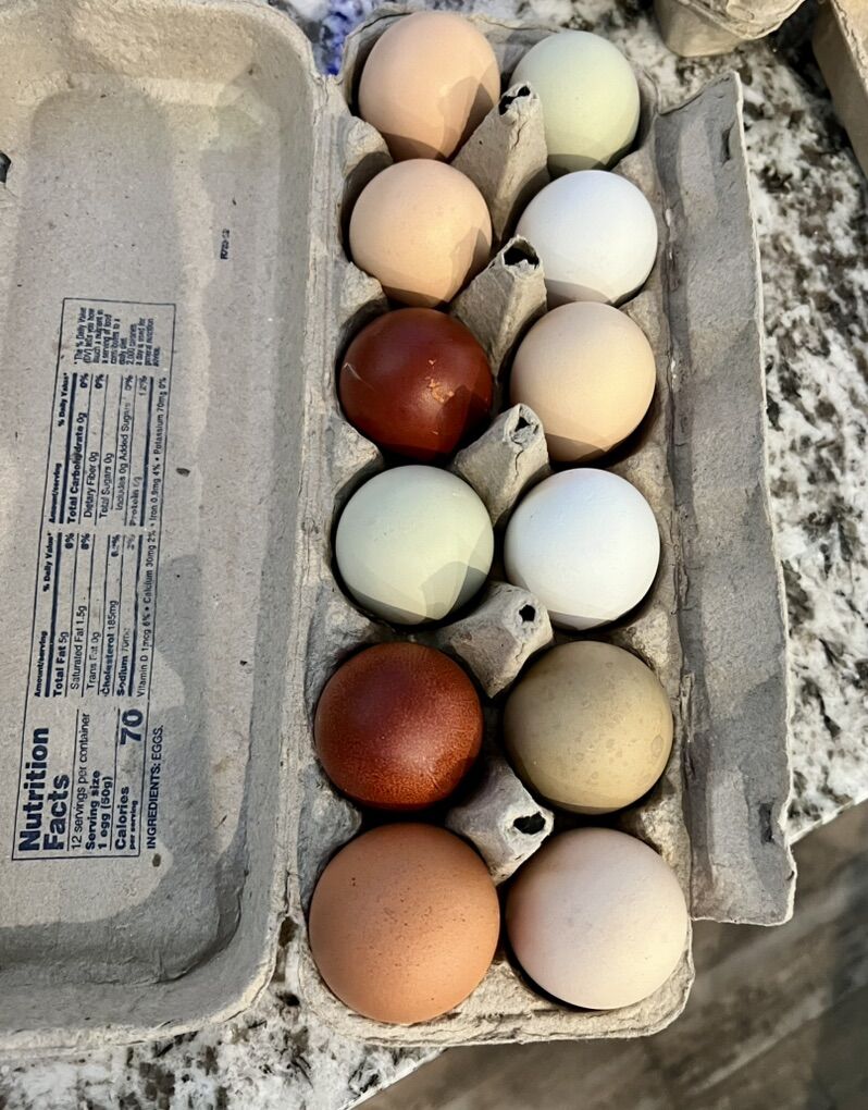 Eggs! Hatching-Fertilized, Covered By Maran Roo