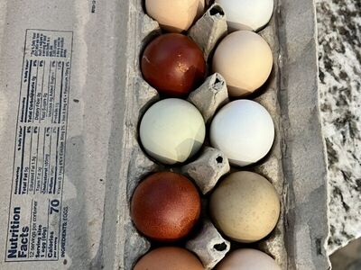 Eggs! Hatching-Fertilized, Covered By Maran Roo