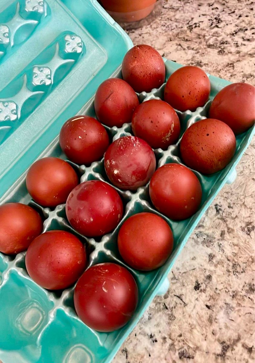Black Copper Maran Hatching Eggs