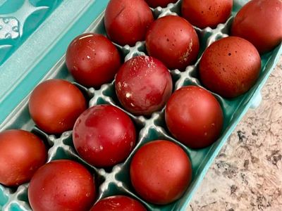 Black Copper Maran Hatching Eggs