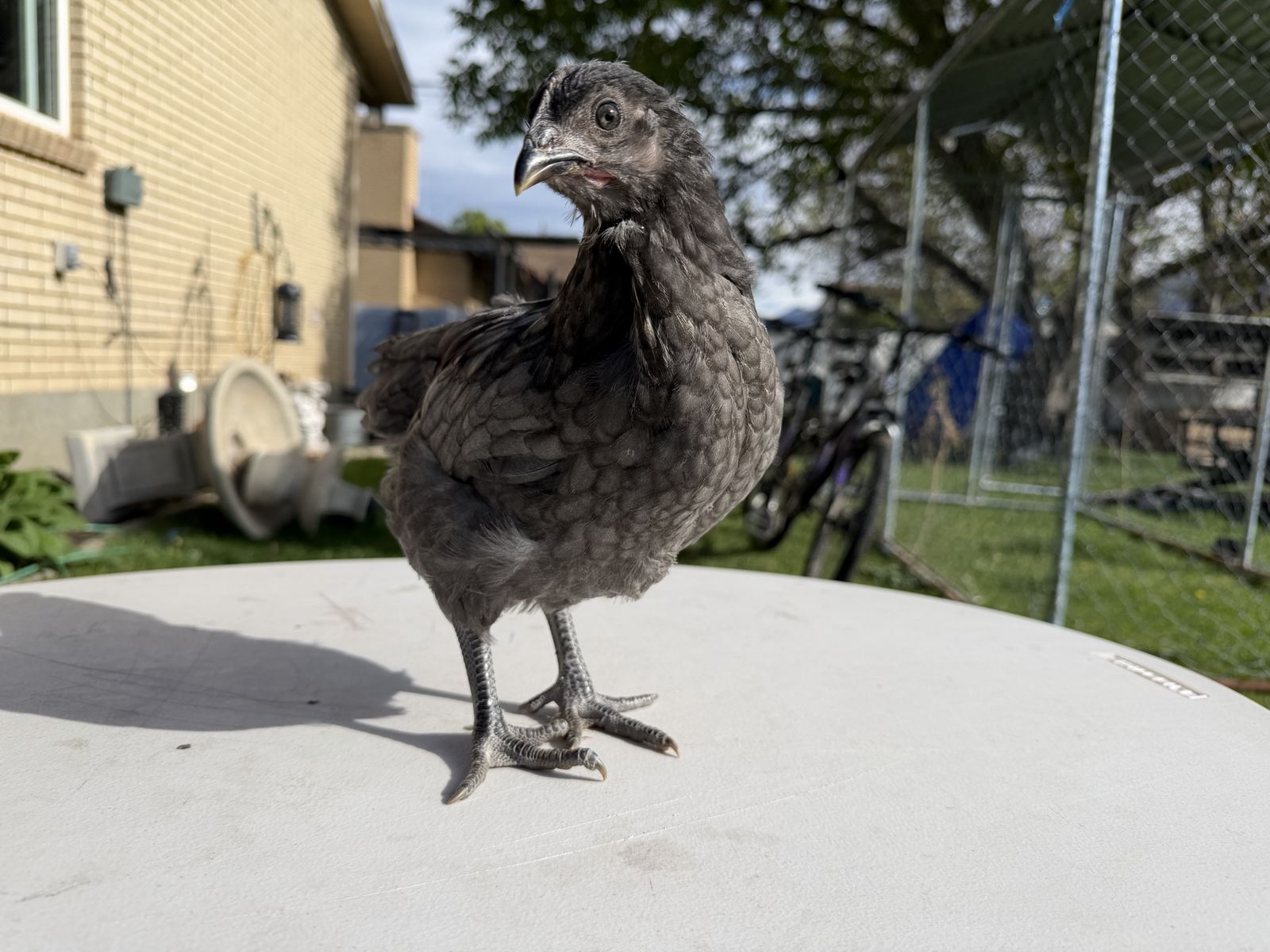 Sapphire Gem Pullet