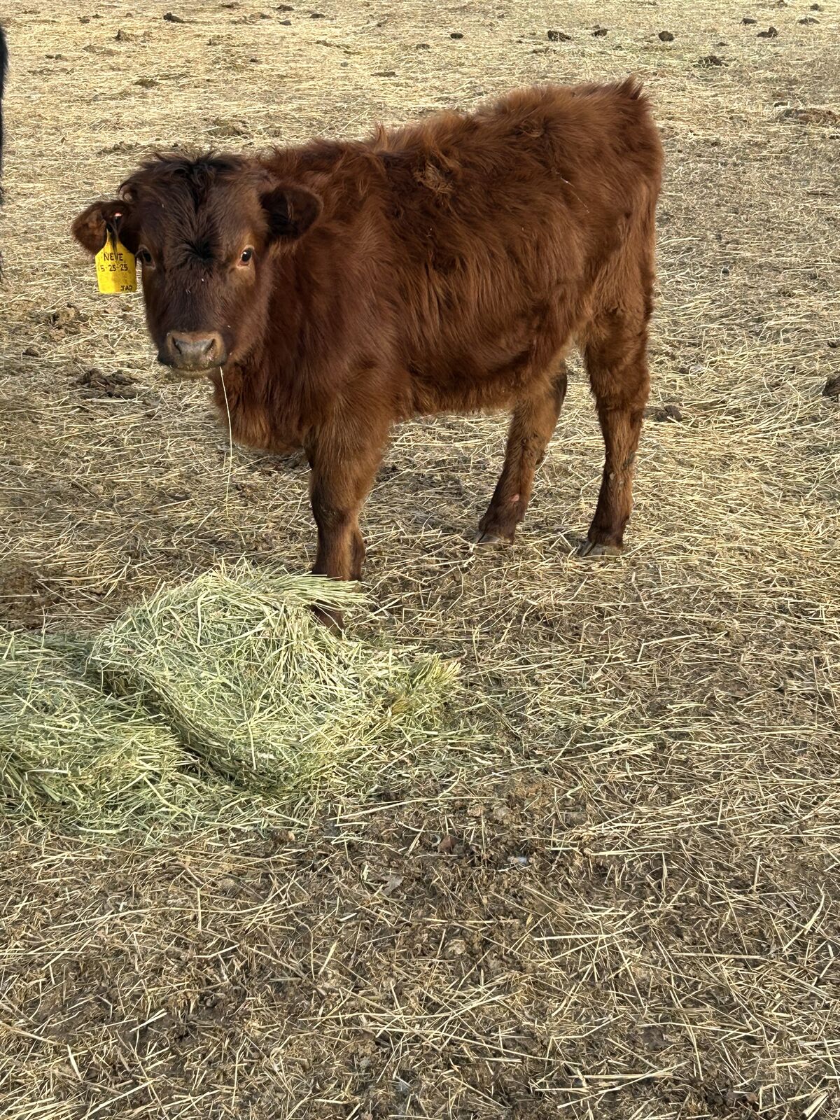 Dexter Heifer for Sale