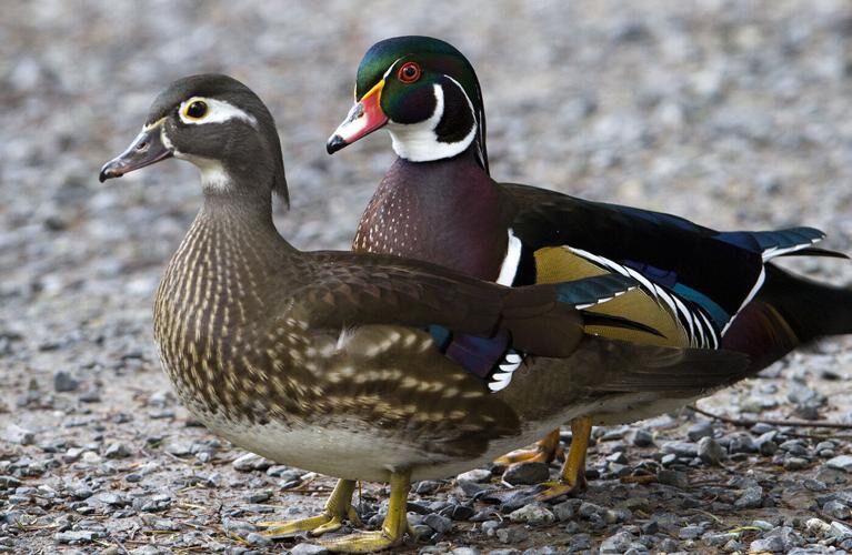 In Search Of A Wood Duck Hen