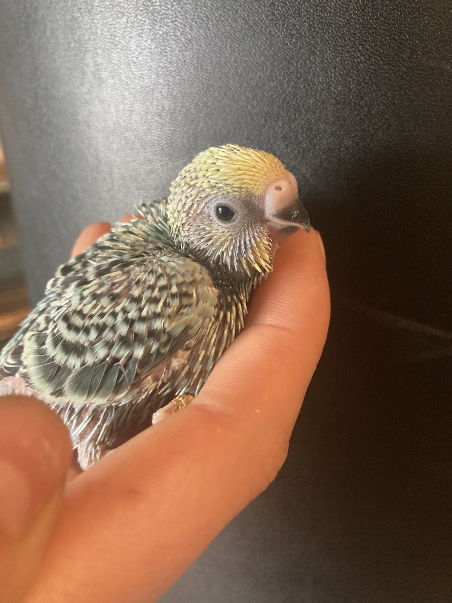 Baby Budgie/parakeets *please read Description