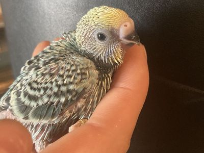 Baby Budgie/parakeets *please read Description