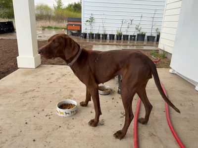 Female Vizsla/Weimaraner Cross