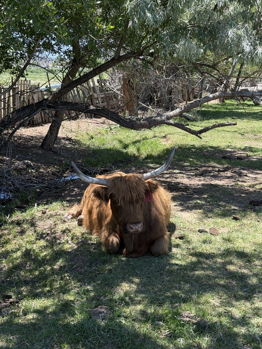 Registered Highland Cow