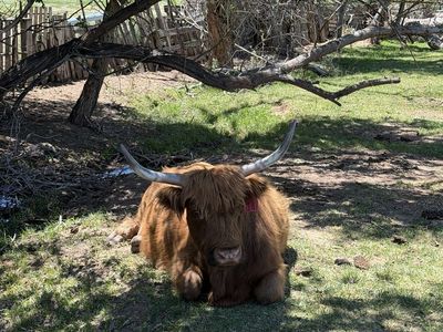 Registered Highland Cow